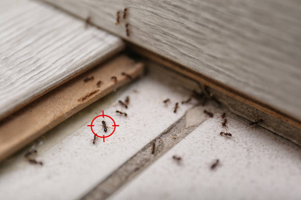 Best Mosquito Control Services  in Erma, NJ
