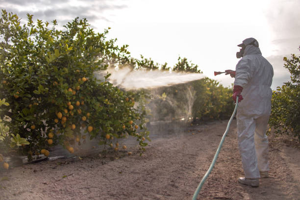 Best Insect Control  in Erma, NJ