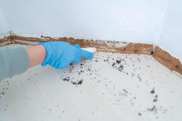 Best Termite Control Services  in Erma, NJ
